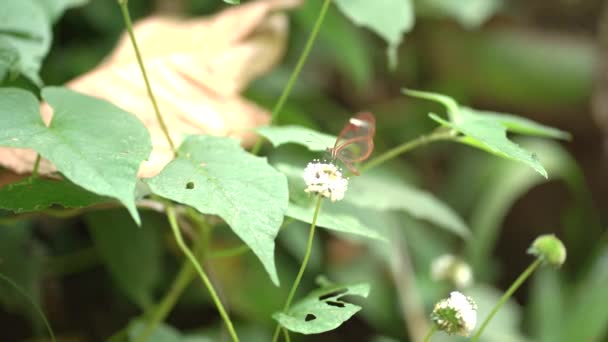 Skleněný Motýl Lese Traslucent Butterfly Lese — Stock video