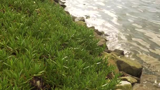 Carpobrotus Edulis Plant Suculent Belonging Aizoaceae Family Bedside River Ria — Vídeo de stock