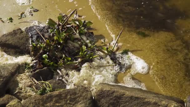 在Vouga河口的Ria Aveiro床边的4K河泡沫沉降 60Fps — 图库视频影像