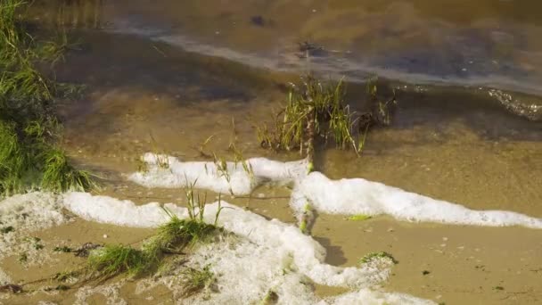 Піна Річки Осідає Дні Ріа Авейру Гирлі Річки Вуга 60Fps — стокове відео