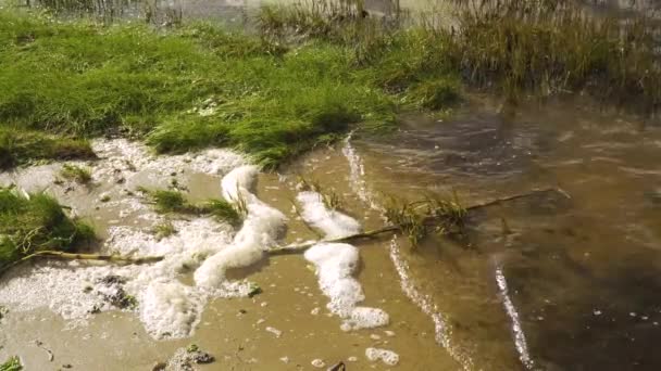 Busa Sungai Menetap Sisi Tempat Tidur Ria Aveiro Muara Sungai — Stok Video