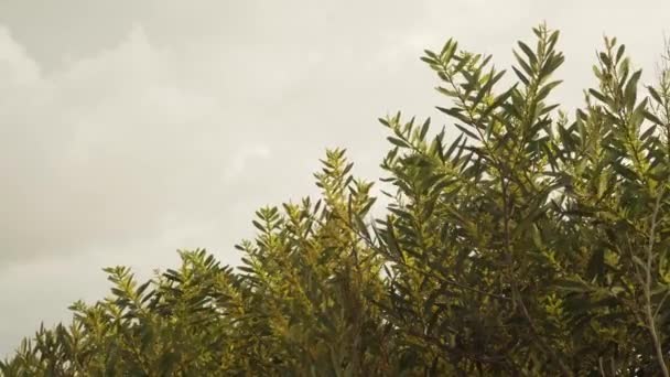 Ramas Follaje Verde Flores Acacia Longifolia Comúnmente Conocido Como Sallow — Vídeos de Stock