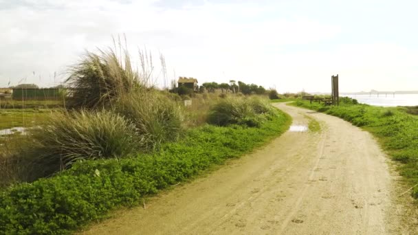 Cortaderia Selloana Comúnmente Conocida Como Hierba Pampeana Temblando Viento Largo — Vídeos de Stock