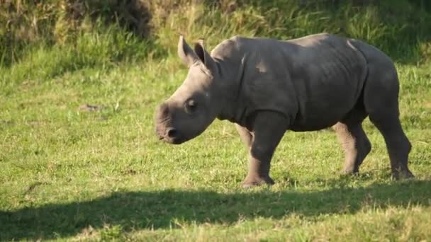 Witte Neushoorn Kalf Loopt Rond Het Gras Van Zijn Heiligdom — Stockvideo