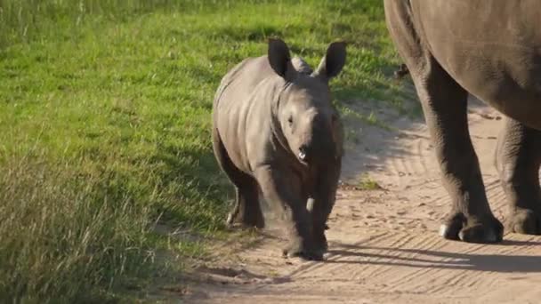 Adorable Rinoceronte Blanco Bebé Corre Hacia Cámara Detiene Abruptamente Vista — Vídeo de stock