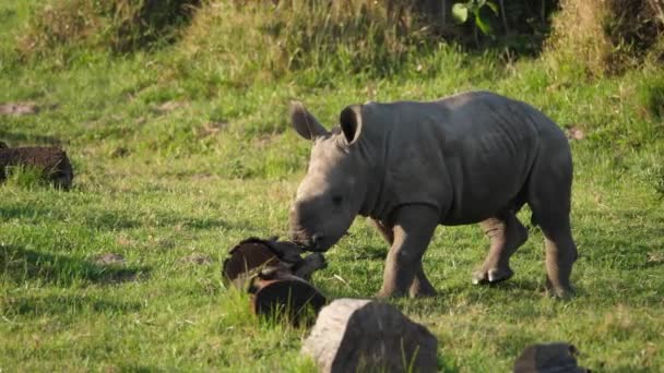 Rinoceronte Blanco Juvenil Corriendo Través Hierba Cámara Lenta Frente Cámara — Vídeo de stock
