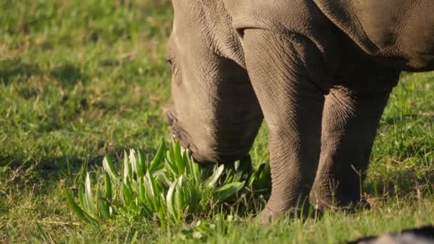 Großaufnahme Eines Nashorn Babys Das Auf Einem Büschel Gras Weidet — Stockvideo