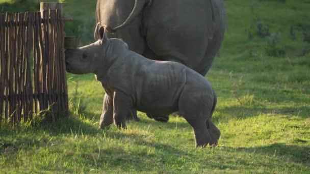 Bambino Rinoceronte Bianco Ispeziona Una Recinzione Prima Scappare Alla Madre — Video Stock