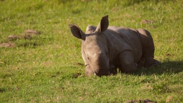 Cansado Bebé Rinoceronte Blanco Descansando Sobre Hierba Por Mismo Vista — Vídeo de stock