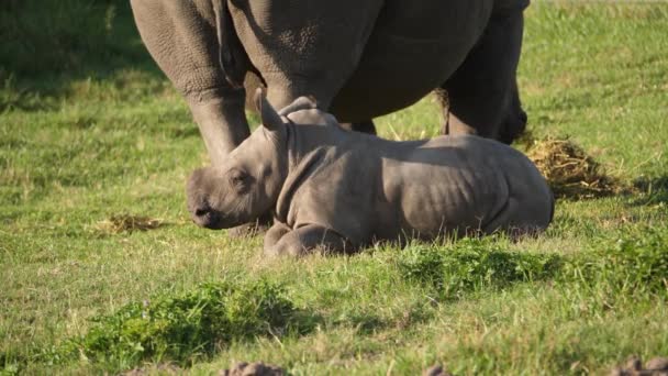 Bebé Rinoceronte Descansando Suelo Junto Madre Pastando Cerca Vista Del — Vídeo de stock