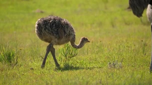 Profiel Van Een Pasgeboren Struisvogel Die Het Gras Naar Zijn — Stockvideo