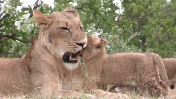 ライオン カブスとライオン カドリング 国立公園保護区の野生のアフリカ動物家族 クローズアップ — ストック動画