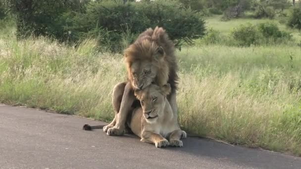 Λιοντάρια Που Ταιριάζουν Στο Δρόμο Στην Αφρικανική Σαβάνα Λιοντάρι Και — Αρχείο Βίντεο