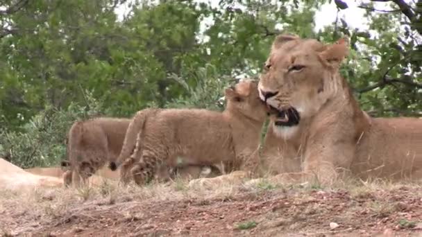 Jóvenes Adorables Cachorros León Divirtiéndose Hierba Acurrucándose Con Leona Paisaje — Vídeo de stock