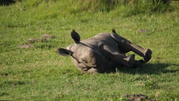 Vista Frontal Ternero Rinoceronte Blanco Que Despierta Después Una Siesta — Vídeo de stock