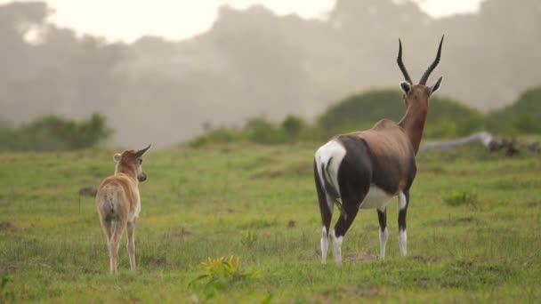 Bontebok Madre Ternera Pie Las Llanuras Hierba Sudáfrica — Vídeos de Stock