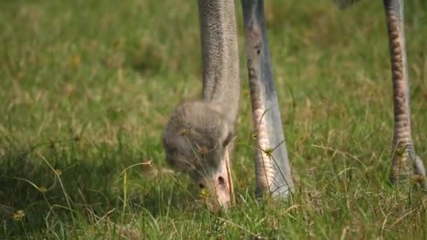 成年鸵鸟在草原上吃草 寻找种子吃 — 图库视频影像