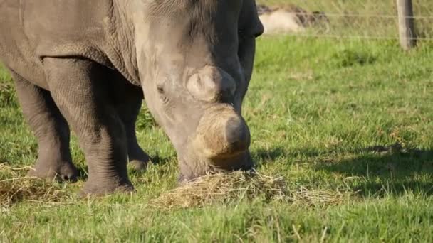 为保护成年犀牛免遭偷猎者的猎杀而被剥去角的犀牛的前景 — 图库视频影像