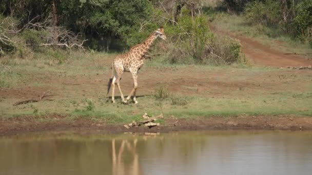 Adult Giraffe Watering Hole Several Oxpeckers Walks Shoreline — Stock Video