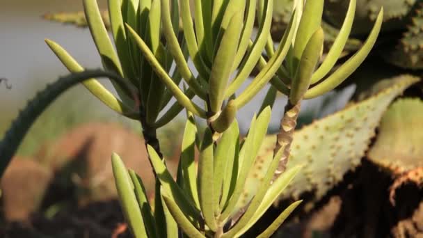 Miringkan Kipas Hijau Yang Sehat Aloe Dengan Gunung Berduri Aloe — Stok Video