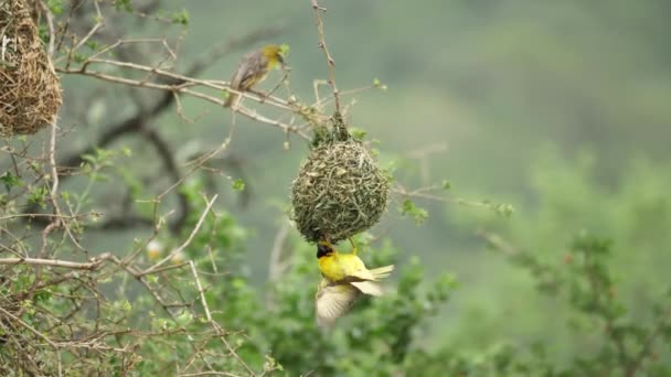 Varón Amarillo Enmascarado Weaver Ave Llama Atención Las Hembras Nido — Vídeos de Stock