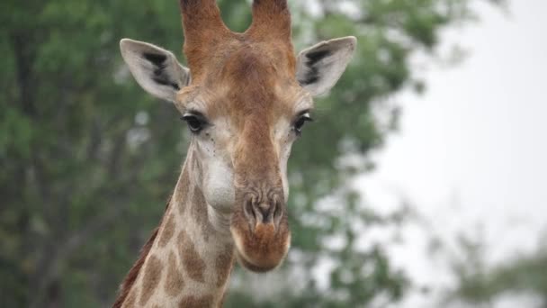 Primer Plano Jirafa Regurgitando Bolo Masticando Taco Lluvia Africana — Vídeos de Stock