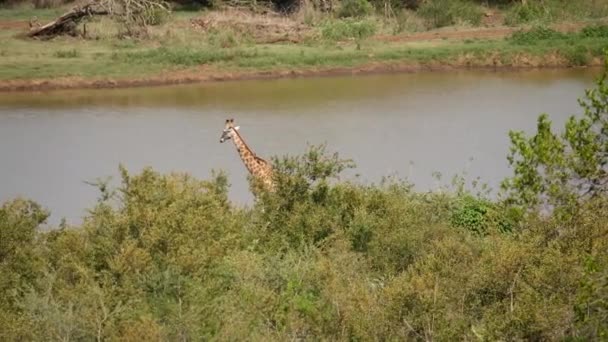 Giraffe Attracts Many Oxpeckers Walks Shoreline Pond — Stock Video