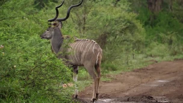 螺旋角雄Kudu看着相机 然后走进绿色潮湿的树 — 图库视频影像