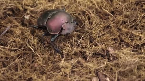 Makro Kupfer Dung Käfer Läuft Über Weiche Tiefe Waldränder — Stockvideo