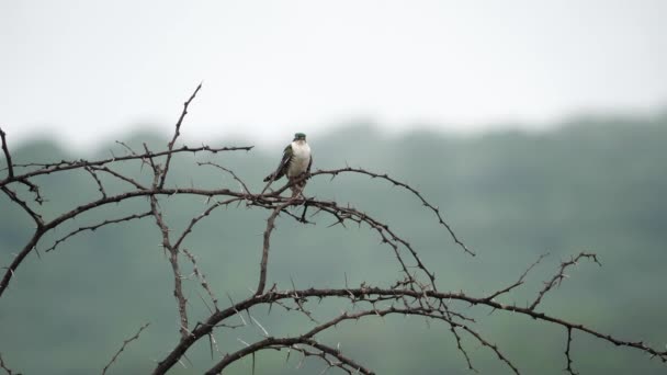 Destaques Fundo Desfocado Diedrick Cuckoo Pássaro Acácia Espinhosa — Vídeo de Stock
