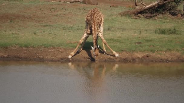 Wachsame Und Vorsichtige Giraffe Hört Plötzlich Auf Trinken Und Hebt — Stockvideo