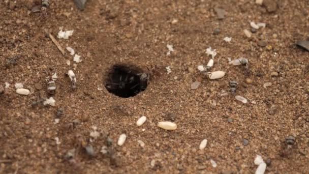 Крихітні Мідні Аргентинські Мурашки Роїлися Щоб Перевезти Личинки Підземний Отвір — стокове відео