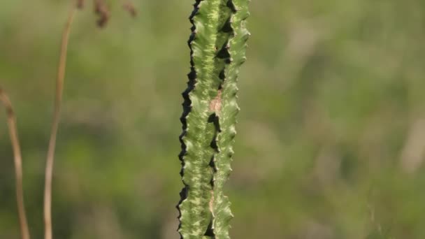 Inclinez Tige Cactus Épineux Vert Sain Sur Une Plaine Africaine — Video