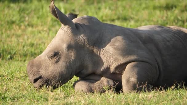 Wit Neushoornkalf Slaap Gevallen Het Gras Van Een Afrikaans Natuurreservaat — Stockvideo