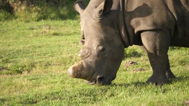 Primer Plano Rinoceronte Blanco Desbocado Pastando Hierba Santuario Vida Silvestre — Vídeos de Stock