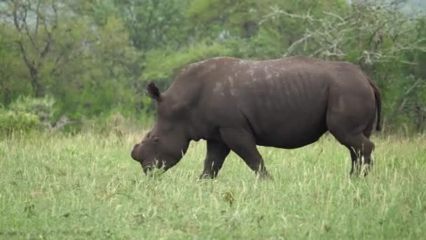 Wet Dehorned White Rhino Caminha Através Prado Africano Verde Chuva — Vídeo de Stock