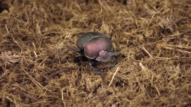 Macro Shot Detail Copper Dung Beetle Walking Soft Wood Pulp — Stock Video