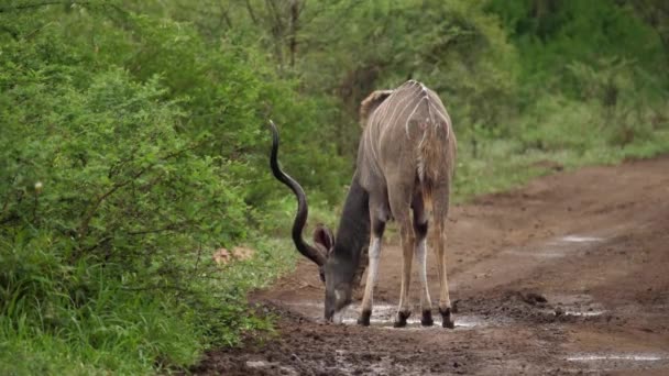 Maschio Strisce Kudu Antelope Con Fantastiche Corna Spirale Bevande Strada — Video Stock