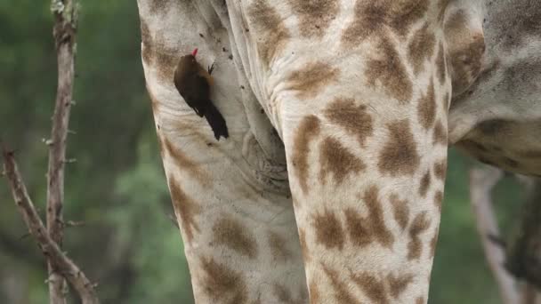 Primer Plano Las Piernas Jirafa Muestra Pájaro Oxpecker Aseo Lluvia — Vídeos de Stock