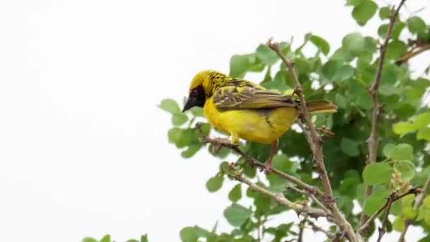 Afrikanischer Gelber Maskierter Webervogel Pflaumt Baum Von Weichem Grün Für — Stockvideo