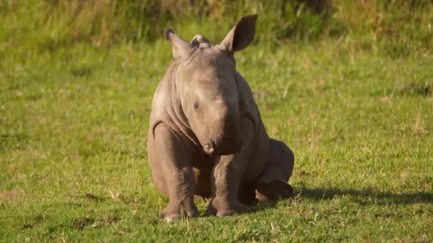 Baby Noshörning Liggande Mjukt Gräs Eftermiddagen Solljus — Stockvideo