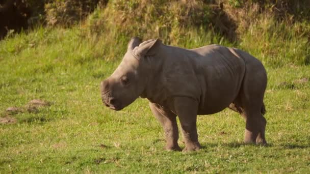 Front View Baby Rhino Sitting Chewing Grass — Stock Video