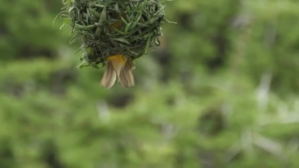 Mâle Jaune Masqué Tisserand Oiseau Construit Annonce Nid Pour Les — Video