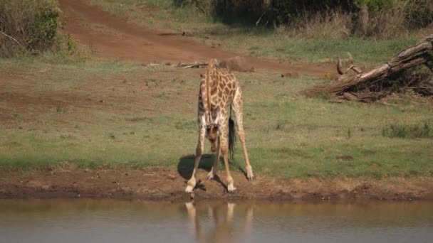 Yalnız Zürafa Afrika Daki Gölette Içmek Için Uzun Mesafeler Boyunca — Stok video