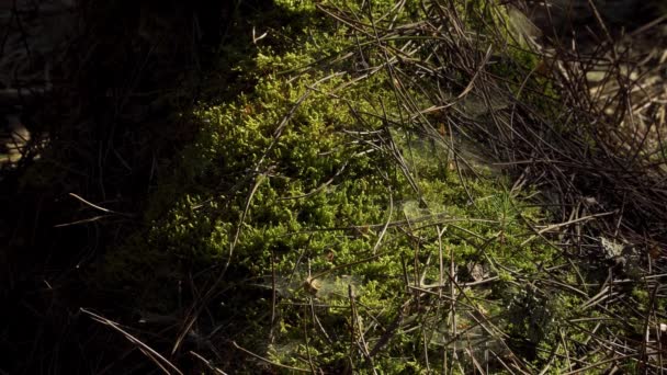 Fermer Sur Une Toile Épi Milieu Mousse Entourée Quelques Aiguilles — Video