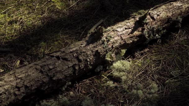 Musgo Medio Agujas Pino Tronco Pino 60Fps — Vídeos de Stock