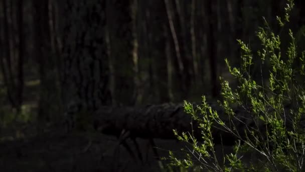 Fermer Sur Buisson Aléatoire Secouant Dans Vent Avec Une Forêt — Video