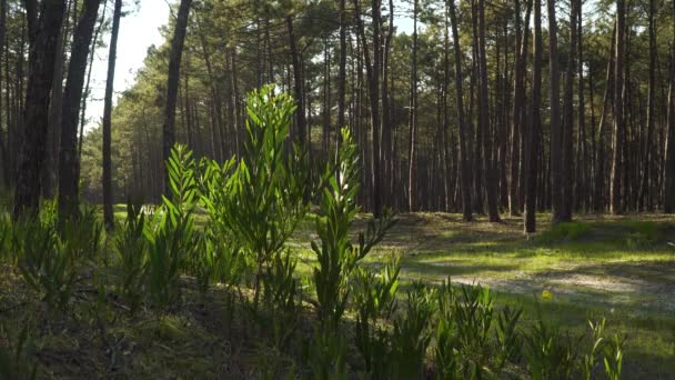 Acacia Longifolia Comúnmente Conocida Como Sallow Wattle Que Crece Junto — Vídeos de Stock