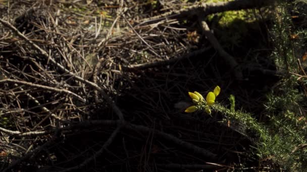 Blooming Branch Ulex Europaeus Commonly Known Gorse Tojo Moving Wind — Stock Video