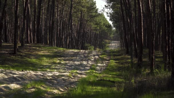 Vuile Weg Die Een Dennenbos Landschap Scheidt 60Fps — Stockvideo